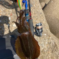 エギのローテでアオリイカGET＼(^o^)／