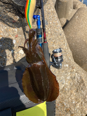 エギのローテでアオリイカGET＼(^o^)…