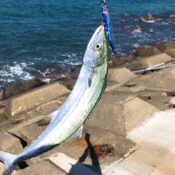 サゴシ釣果