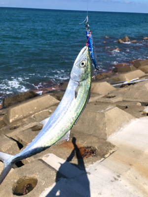 サゴシ釣果