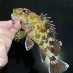 ボトムでガシラゲーム