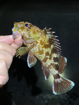 ボトムでガシラゲーム