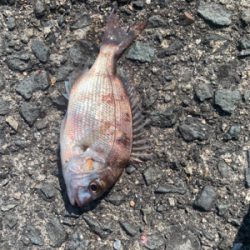 太刀魚は何処へ