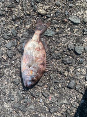 太刀魚は何処へ