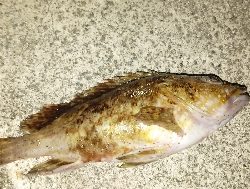 不調のアナゴ釣り