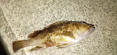 不調のアナゴ釣り