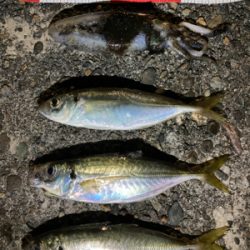 イカとアジを釣る
