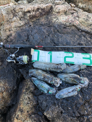 2021 佐渡ヶ島エギング