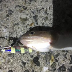 今日はエソだけ