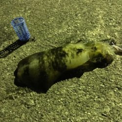 予期せぬゲスト