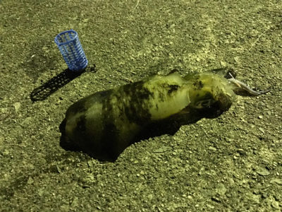 予期せぬゲスト