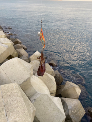 朝マズメエギング