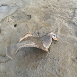 懲りずに今日も釣行！