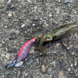 エギングと太刀魚狙い。