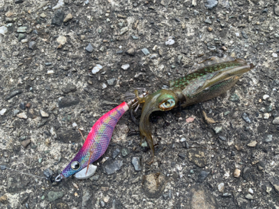 エギングと太刀魚狙い。