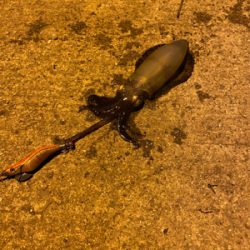 アジング、エギング