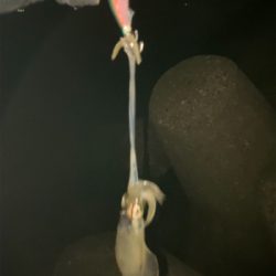 やっぱりエギングはエギのローテが大事(^｡^)