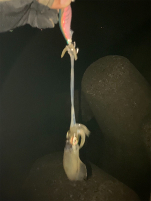 やっぱりエギングはエギのローテが大事(^｡^)