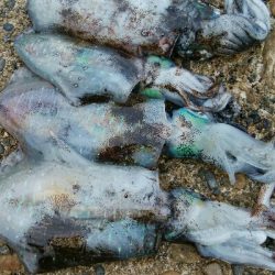 障泥烏賊4杯！キジハタ1匹！