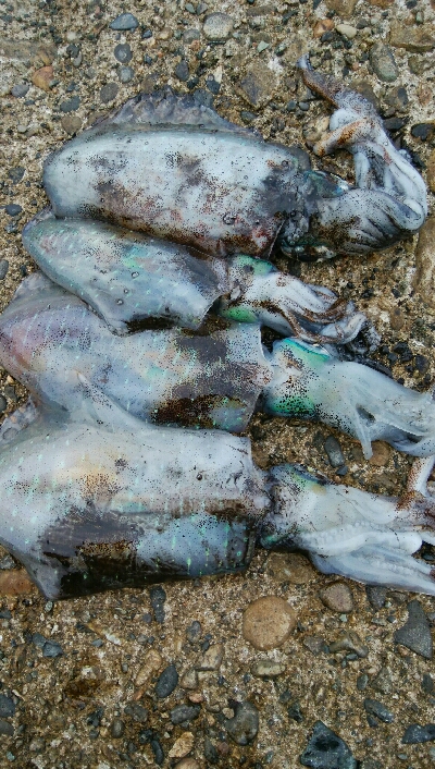 障泥烏賊4杯！キジハタ1匹！