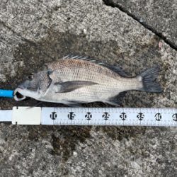 ウキダンゴ釣り