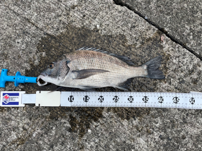 ウキダンゴ釣り