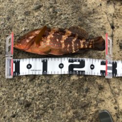 久々ロックフィッシュ、おまけでエギング