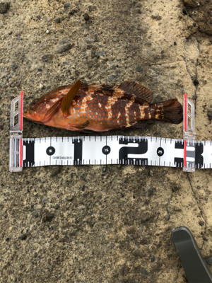 久々ロックフィッシュ、おまけでエギング