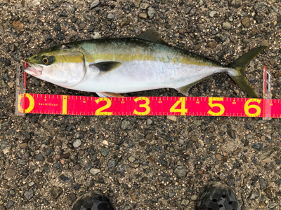 静寂の中のサゴシチューン