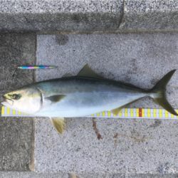 今日も1日ジギングを楽しみました