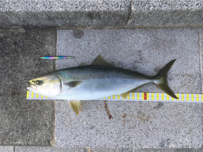 今日も1日ジギングを楽しみました