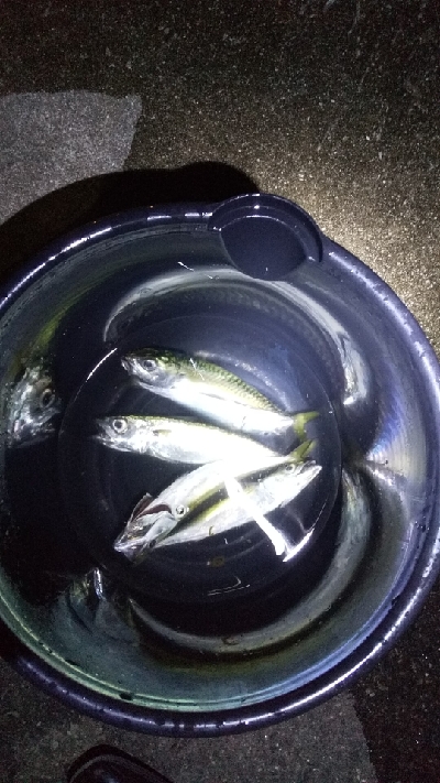 イケヤ裏釣果サバ