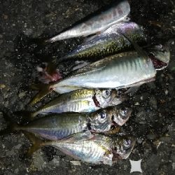 豆アジング@南港