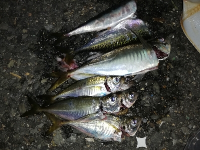 豆アジング@南港