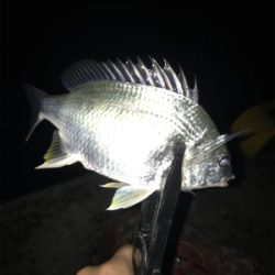 タチウオ短時間勝負