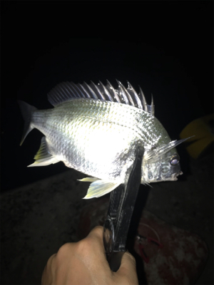 タチウオ短時間勝負