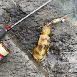 日本海エギング