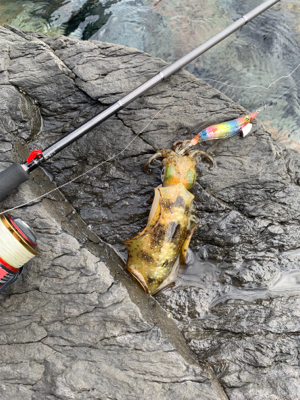 日本海エギング