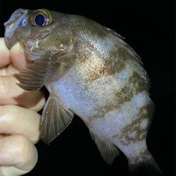 アジング・メバリング