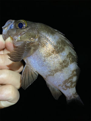 アジング・メバリング