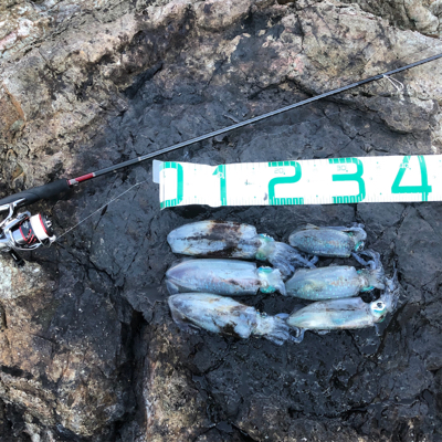 2021 佐渡ヶ島エギング 16回目