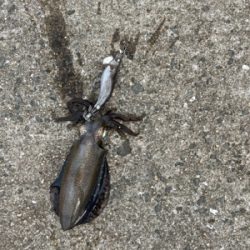 サイトエギング