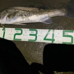 緑川の初場所で!