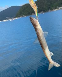 エギで五目達成