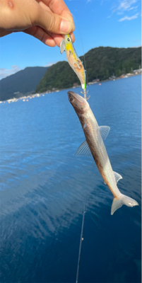 エギで五目達成