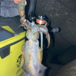 時合いは一瞬。。。σ(^_^;)