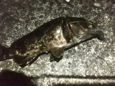 台風通過前調査