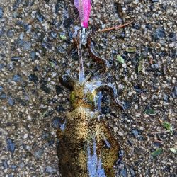 朝マズメエギング