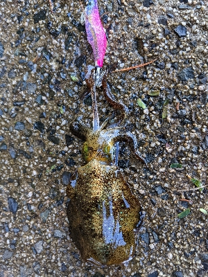 朝マズメエギング