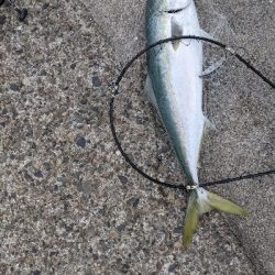 太刀魚からのブリ